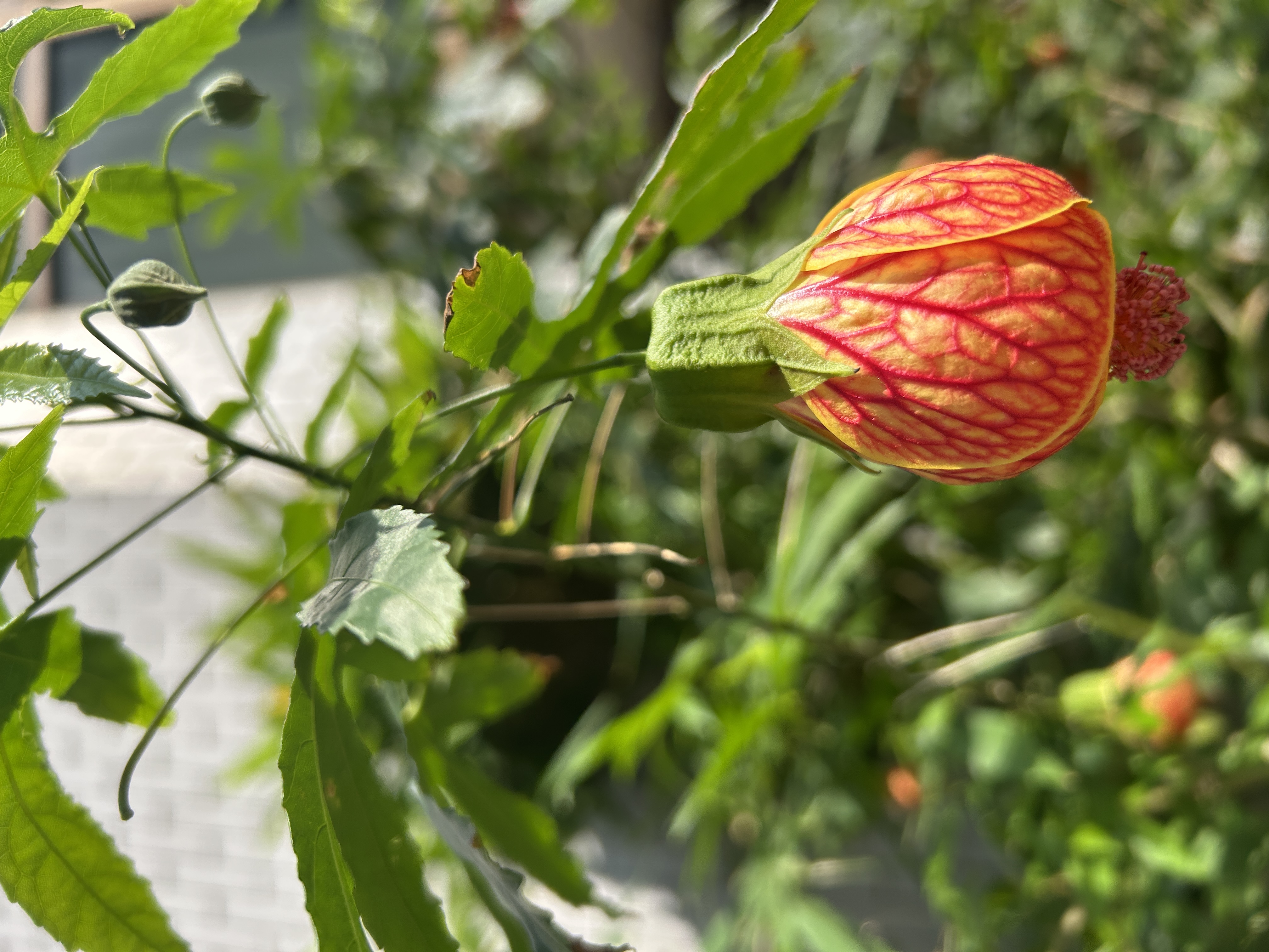 20250401軟體工程師的第二份工作